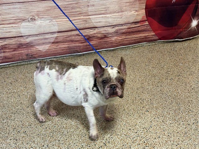 SONIC - French Bulldog available for adoption