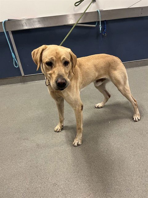 CHARLIE - Labrador Retriever available for adoption