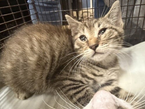 DONY - Domestic Short Hair available for adoption