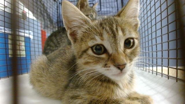 CANDY - Domestic Short Hair available for adoption