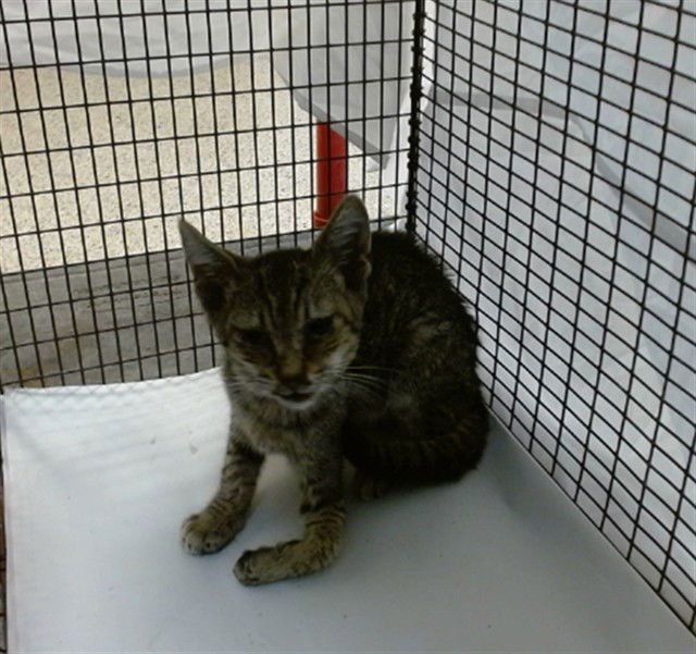 KIKOO - Domestic Short Hair available for adoption