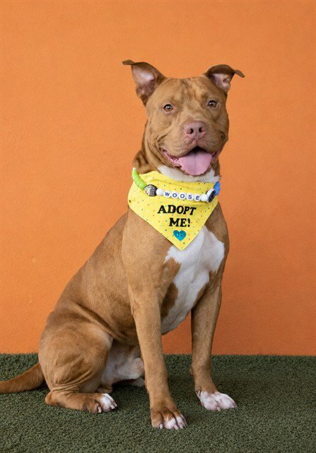 MOOSE - American Pit Bull Terrier available for adoption
