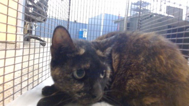 TIFF - Domestic Short Hair available for adoption