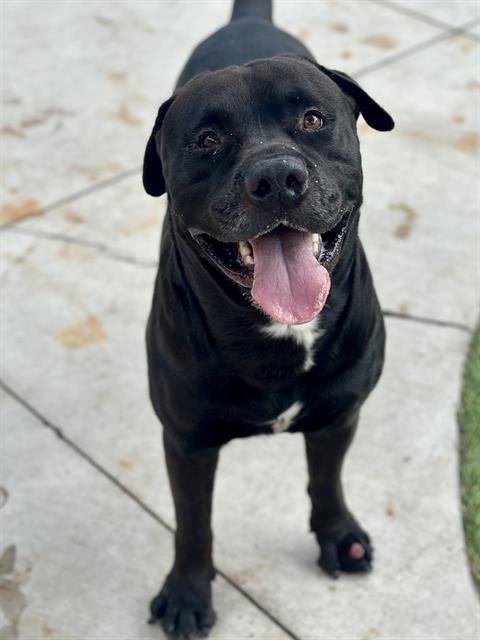 RAMBO - American Bulldog available for adoption