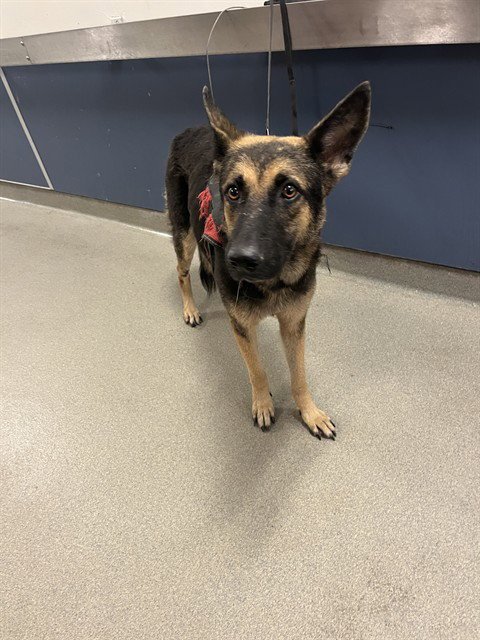 STAR - German Shepherd Dog available for adoption
