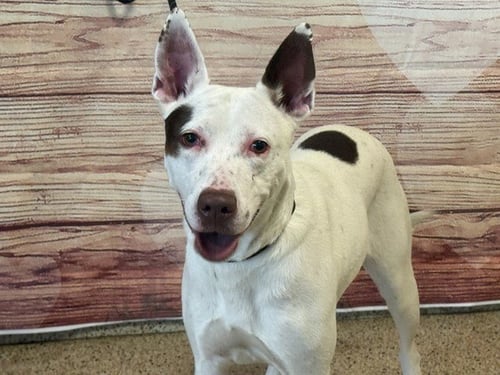 ARIA - Pit Bull Terrier available for adoption