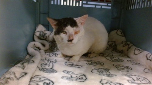 TOUPEE - Domestic Short Hair available for adoption