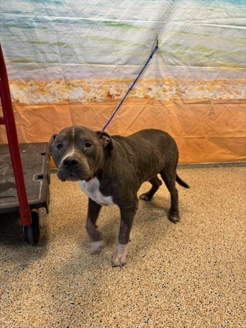 CAMMO - American Bulldog available for adoption