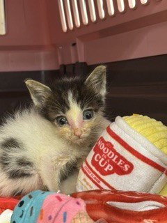 G. REMLIN - Domestic Short Hair available for adoption