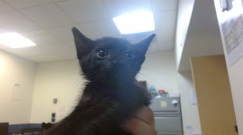 PHANTOM - Domestic Short Hair available for adoption