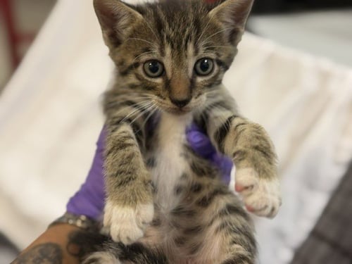 ONYX - Domestic Short Hair available for adoption