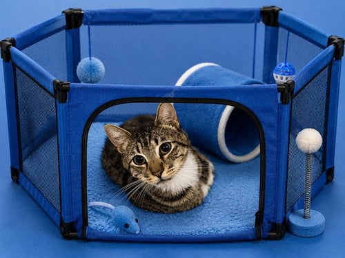 DALLAS - Domestic Short Hair available for adoption