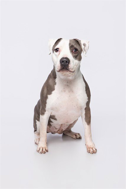 JAY - American Staffordshire Terrier available for adoption