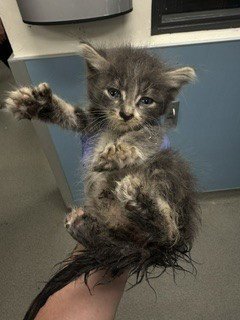 DIESEL - Domestic Short Hair available for adoption