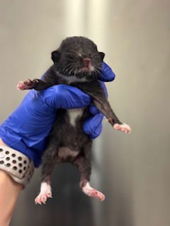 CARLOS - Domestic Short Hair available for adoption