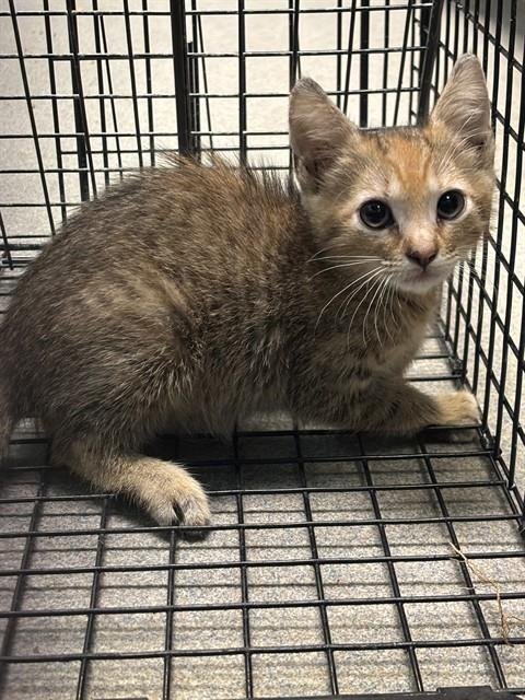 LUCIA - Domestic Short Hair available for adoption