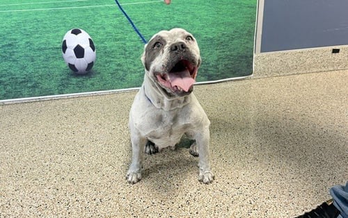 DELIA - American Bulldog for adoption in Hialeah
