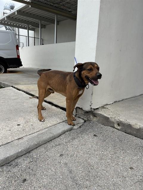 ROCKY - Rhodesian Ridgeback available for adoption