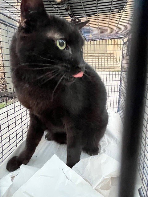 STORM - Domestic Short Hair available for adoption