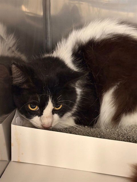 BANCHI - Domestic Short Hair available for adoption