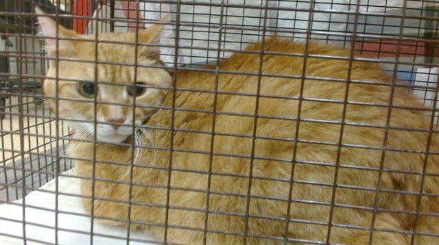 SUNNY - Domestic Short Hair available for adoption