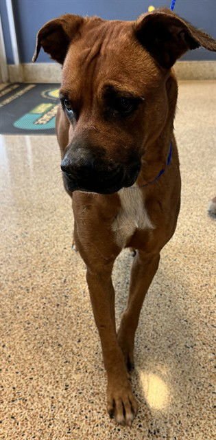 ALDEN - Boxer available for adoption