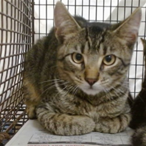 JASON - Domestic Short Hair available for adoption