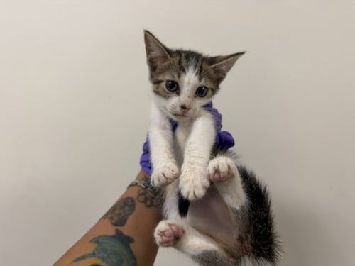 KIWI - Domestic Short Hair available for adoption