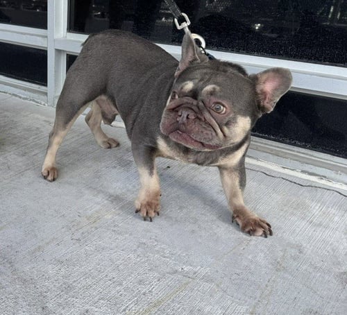 MUFFIN - French Bulldog available for adoption