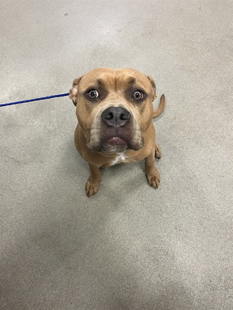 SANTANA - Pit Bull Terrier available for adoption