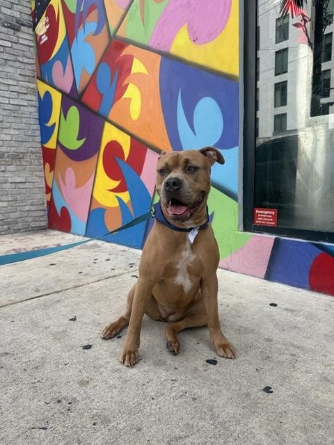 SANTANA - Pit Bull Terrier available for adoption