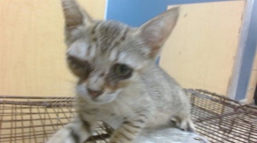 PAULA - Domestic Short Hair available for adoption