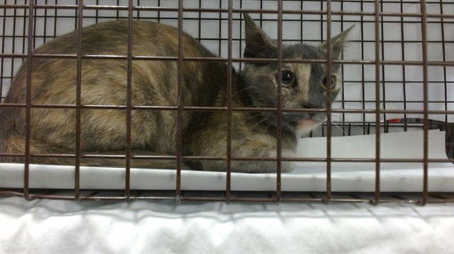 CLOVER - Domestic Short Hair available for adoption