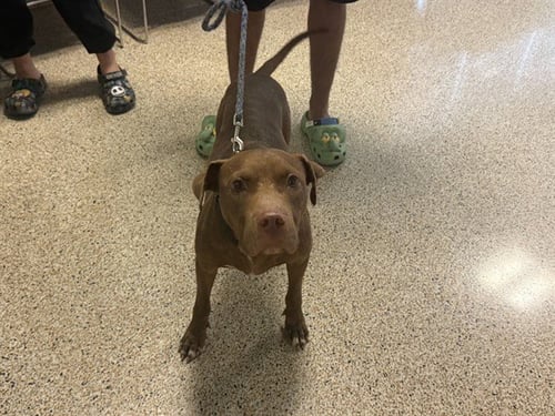ROGER - American Pit Bull Terrier available for adoption