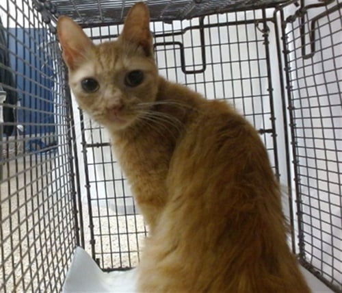 MS. PURRINGTON - Domestic Short Hair available for adoption