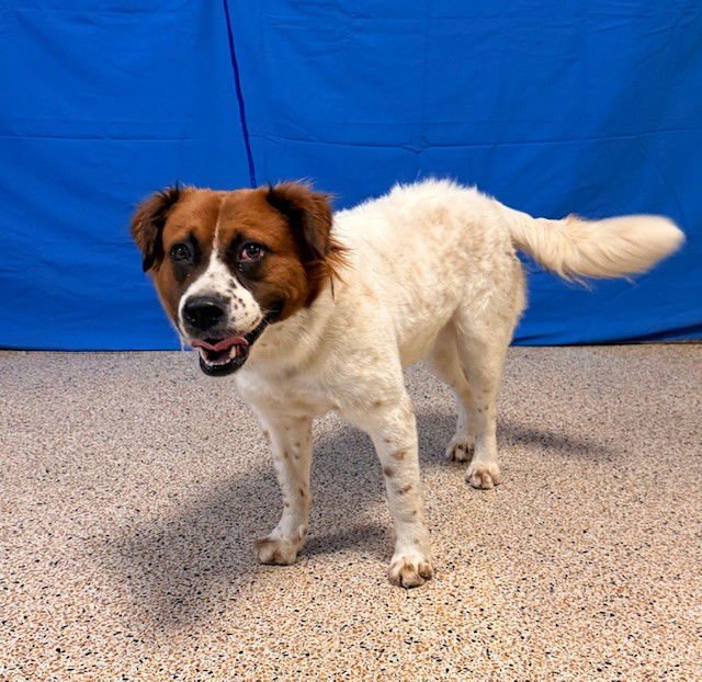 TABITHA - Saint Bernard available for adoption