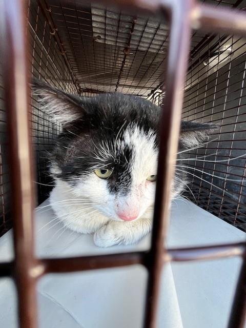 TOM - Domestic Short Hair available for adoption