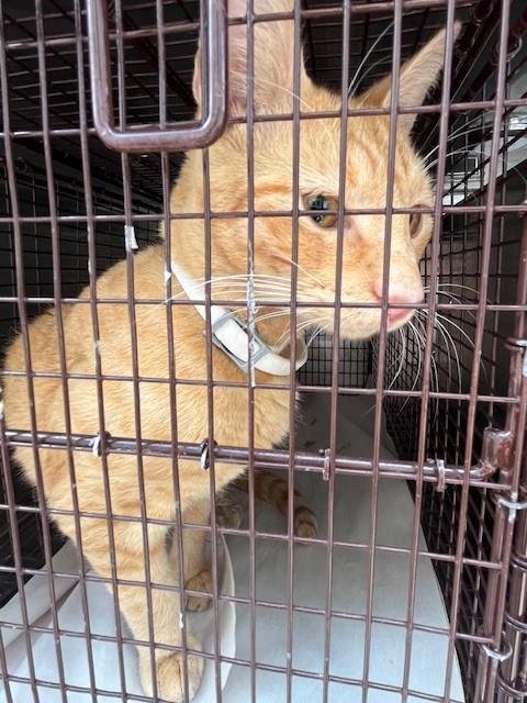 BLUEY - Domestic Short Hair available for adoption