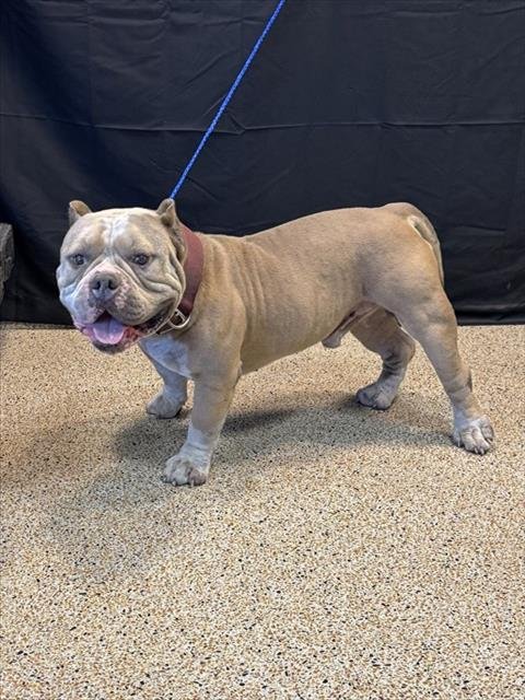 HEAVY - American Bulldog available for adoption