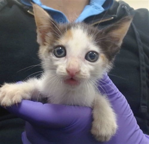 JADE - Domestic Short Hair available for adoption