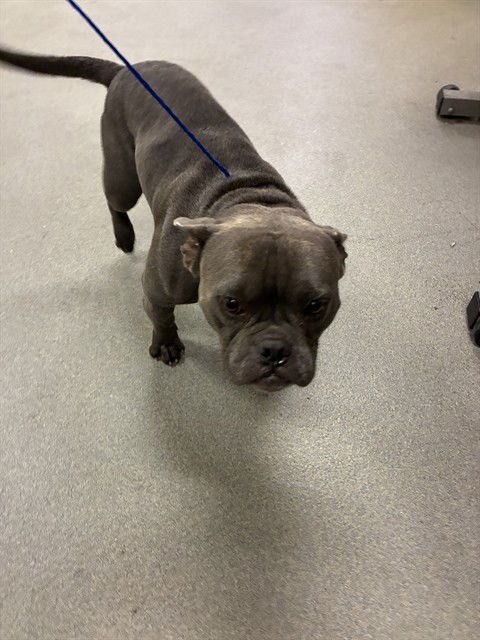 ACE - Bulldog available for adoption