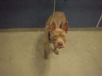 AXEL - Photo 1