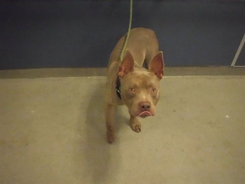 AXEL - Pit Bull Terrier available for adoption