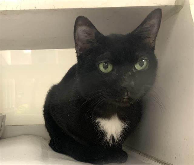 SANSA - Domestic Short Hair available for adoption