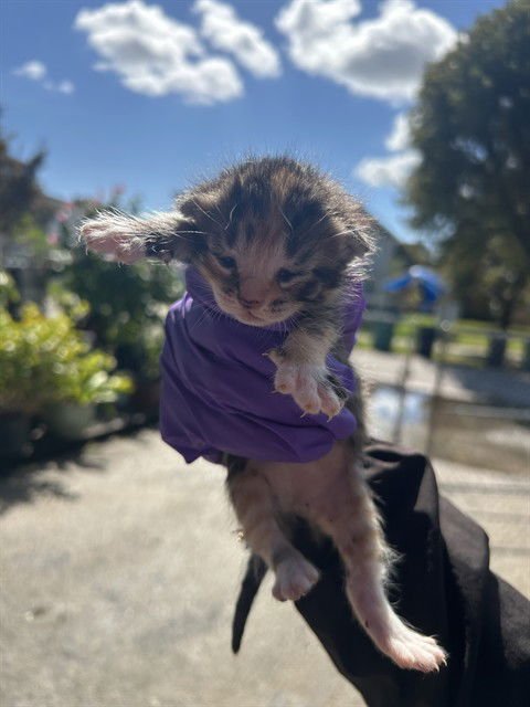 SATURN - Domestic Short Hair available for adoption