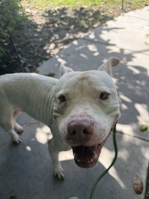 PENN - American Pit Bull Terrier available for adoption