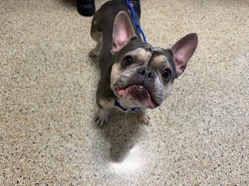 ICE - French Bulldog available for adoption