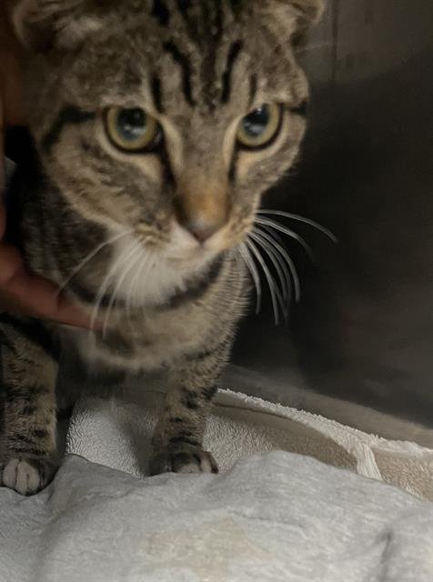 VALENTINA - Domestic Short Hair available for adoption