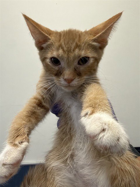CAT 2 Image