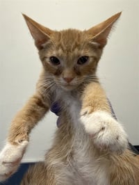 CAT 2 - Photo 1